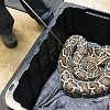 Conservation officers seize 9-foot-long Burmese Python from BC home